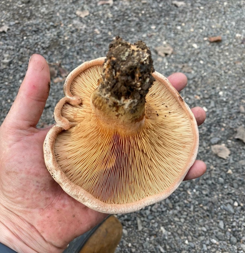 Свинушка гриб срез