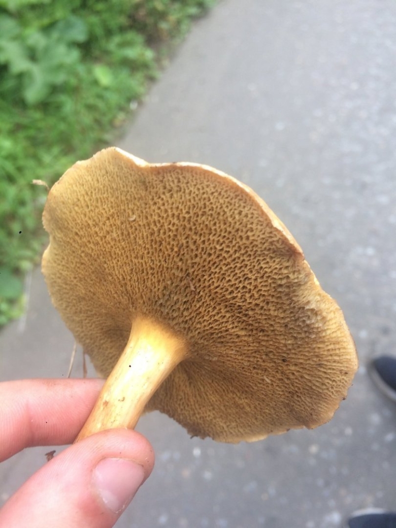 Подрешетник гриб