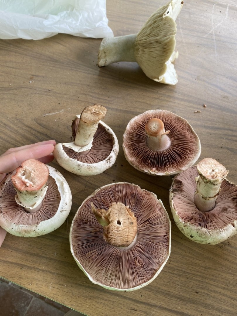 Шампиньон обыкновенный Печерица