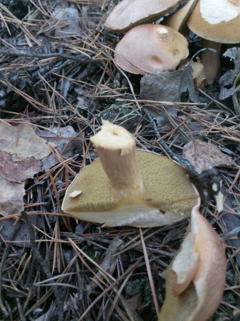 Масленок Козляк моховик