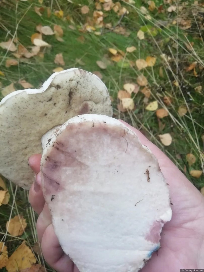 Боровик альбинос