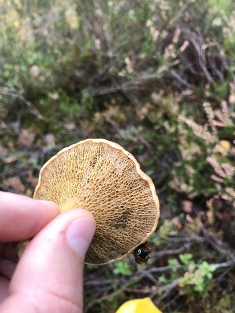 Моховик и козляк