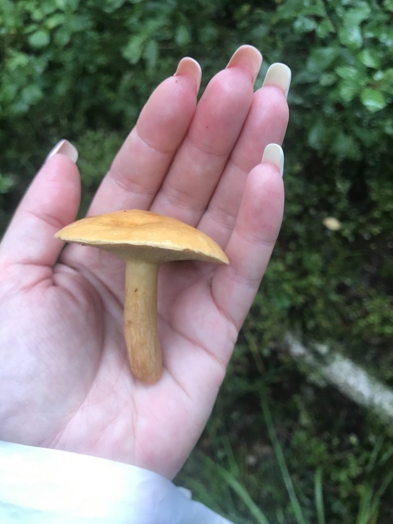 Козляк Решетник гриб