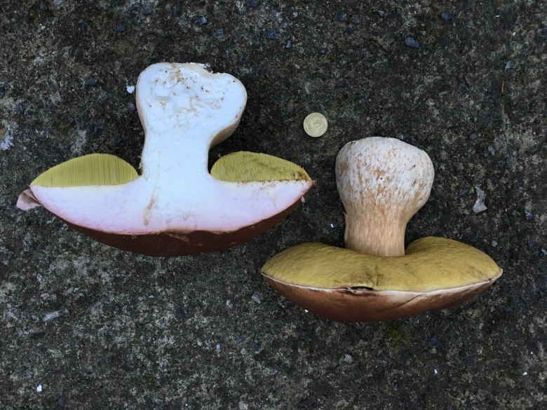 Гриб Боровик на срезе