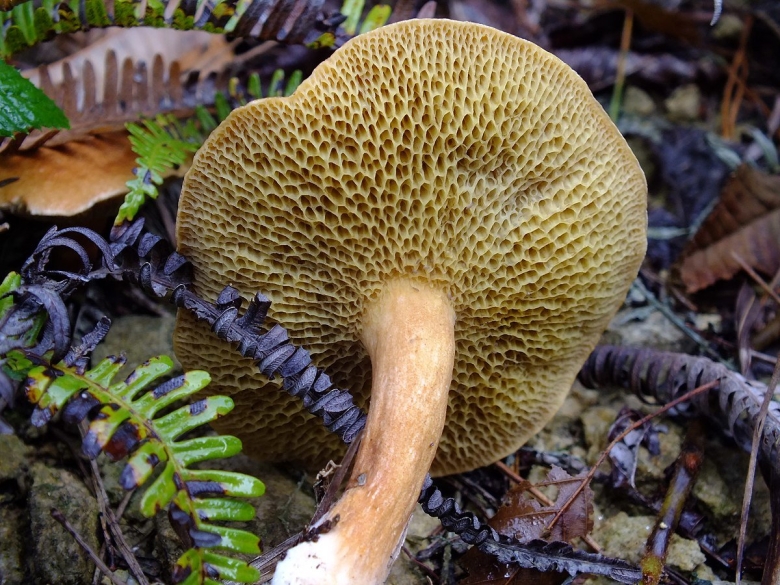 Моховик съедобный гриб