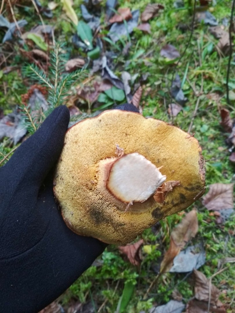 Рыжики синеют на срезе