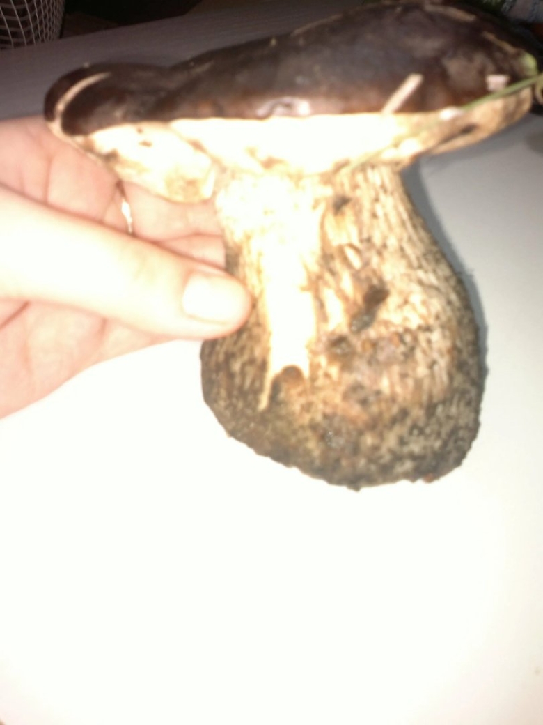 Подберезовик гриб