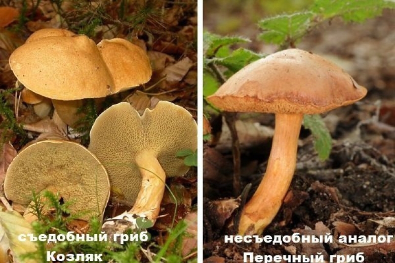 Ложные грибы