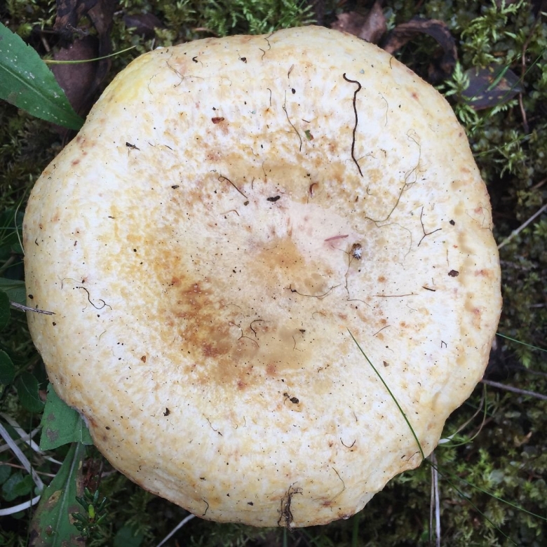 Lactarius aquizonatus