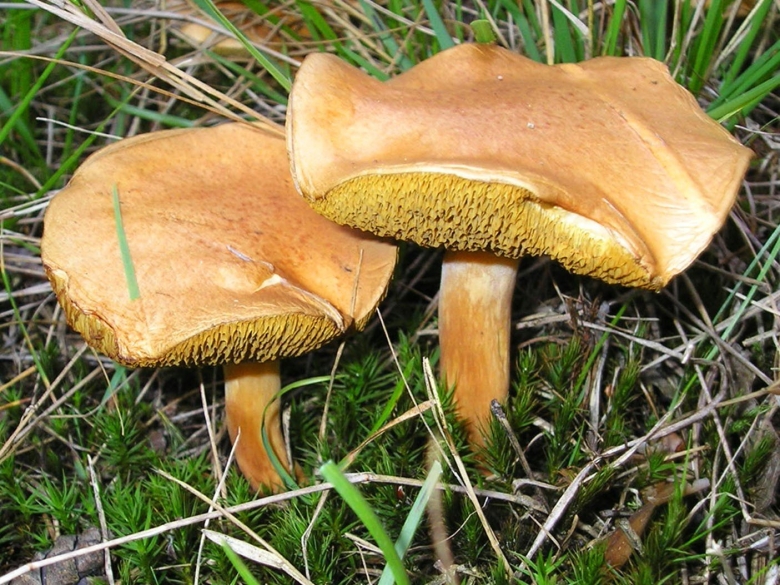 Моховик масленок перечный гриб