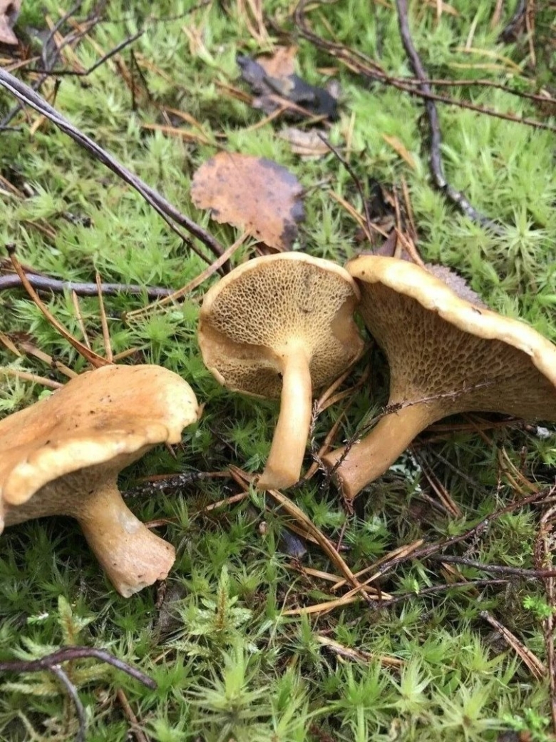 Гриб козляк