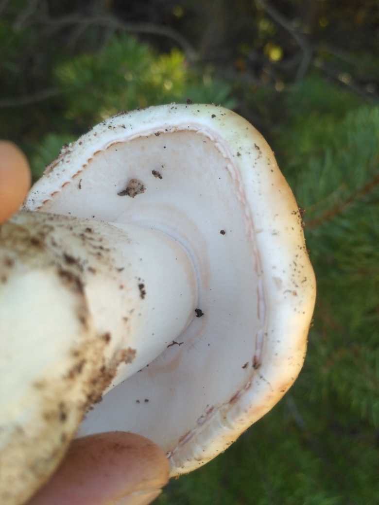 Гриб розовеет на срезе