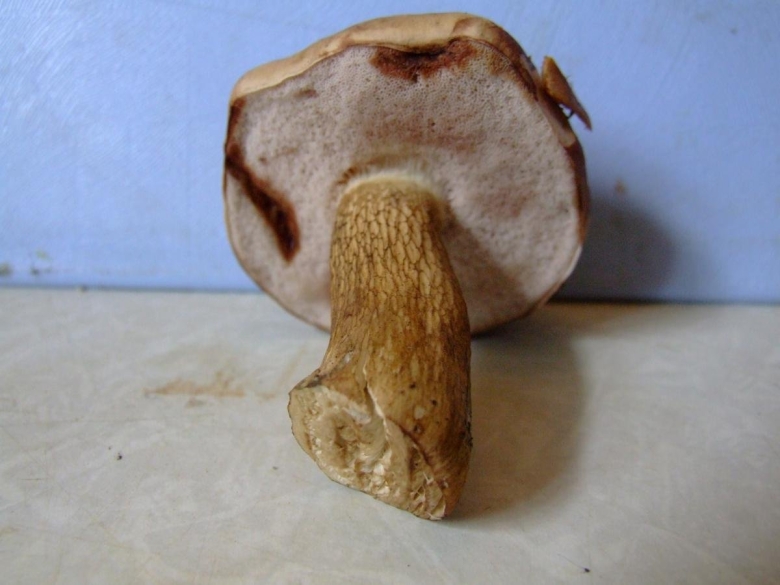 Желчный гриб в разрезе