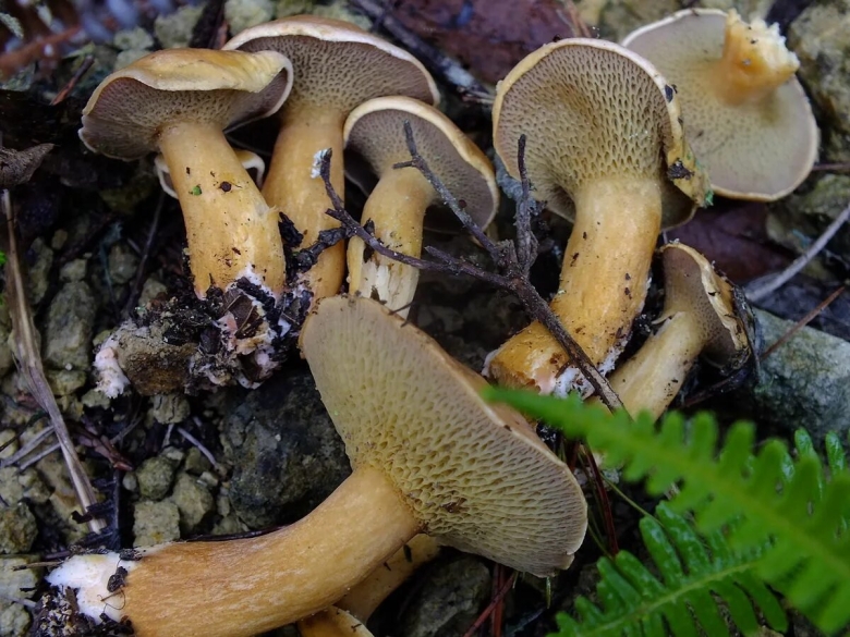 Козляк гриб