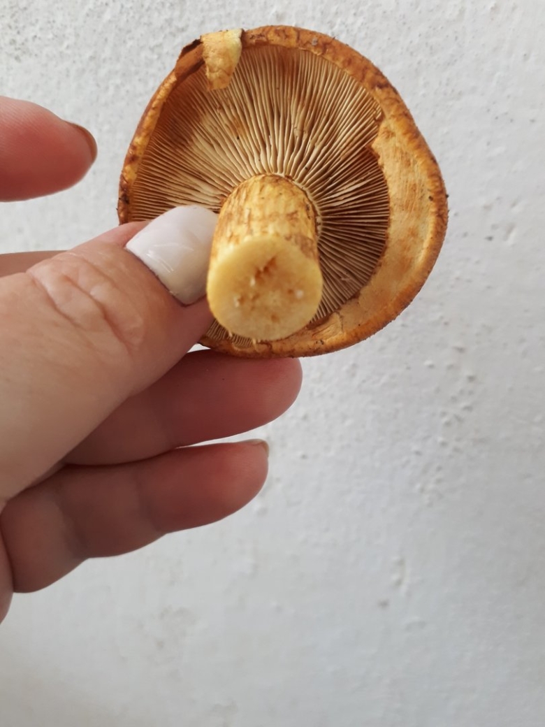 Гимнопил Юноны гриб