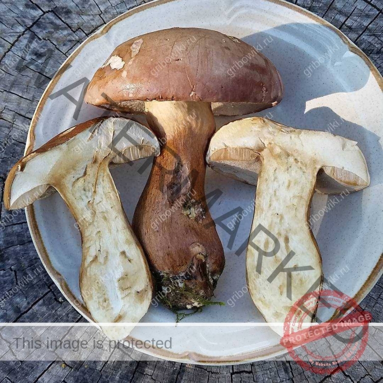 Желчный гриб на срезе фото