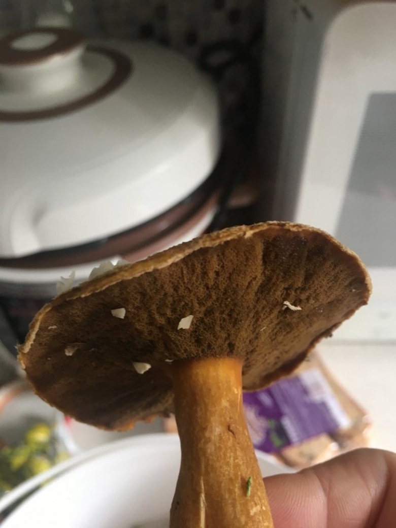 Грибы которые краснеют на срезе