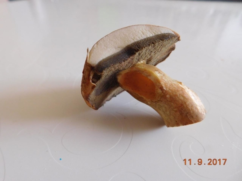 Маслята в разрезе