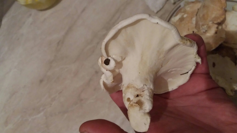 Трутовик овечий альбатреллус