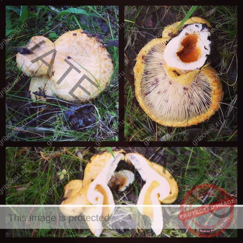 Шампиньон двуспоровый