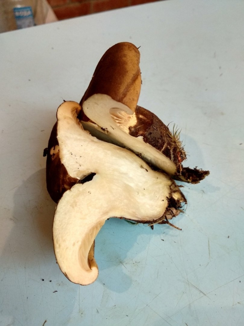 Свинушка гриб срез