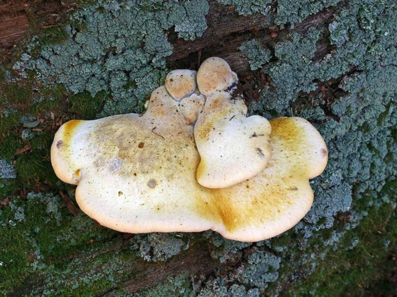 Buglossoporus quercinus