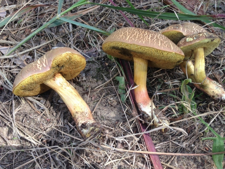 Гриб моховик пёстрый