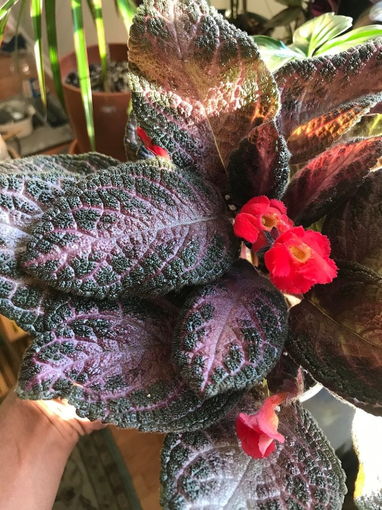 Antique Velvet эписция