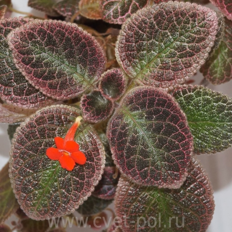 Эписция Aloha Mauna loa