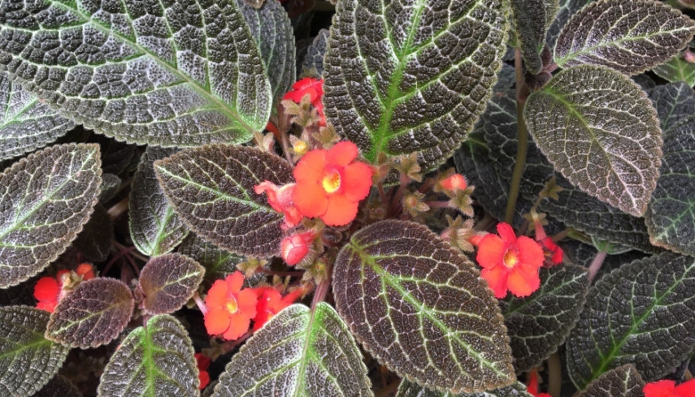 Episcia cupreata