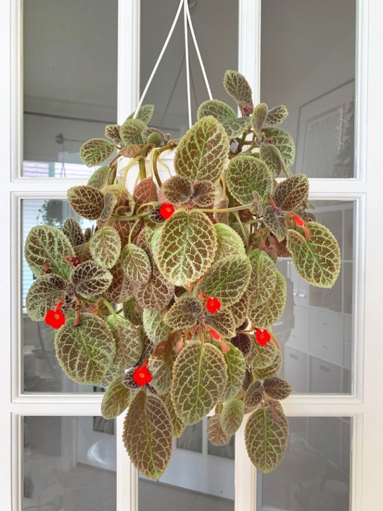 Episcia cupreata
