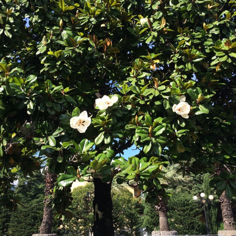 Деревья в Сочи фото и названия