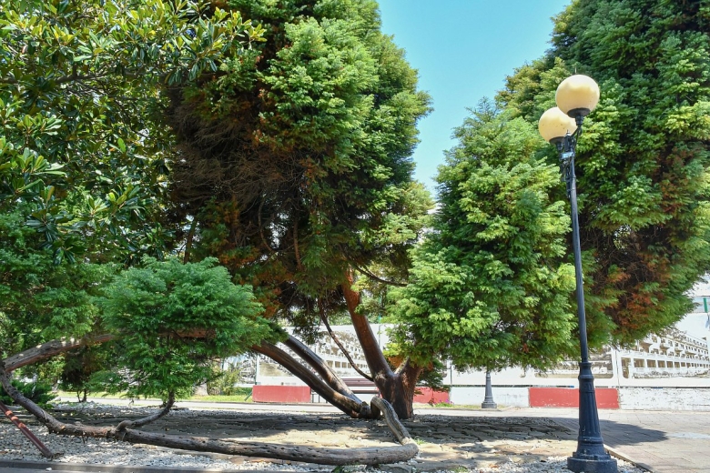 Деревья Сочи с названиями