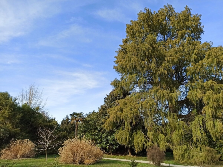 Парк Южные культуры Адлер Кедровая роща