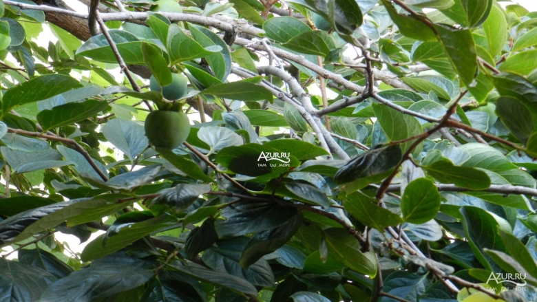 Деревья сочи