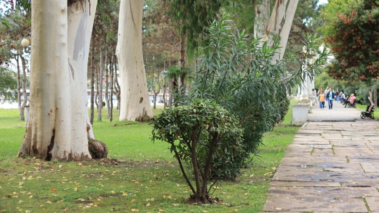 Эвкалиптовая аллея Абхазия