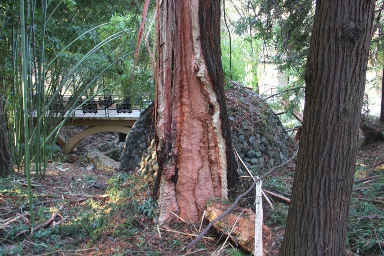 Роща секвойи Сочи Дендрарий