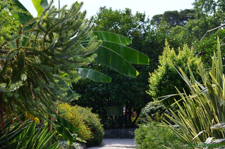 Сочинский Дендрарий дерево дружбы