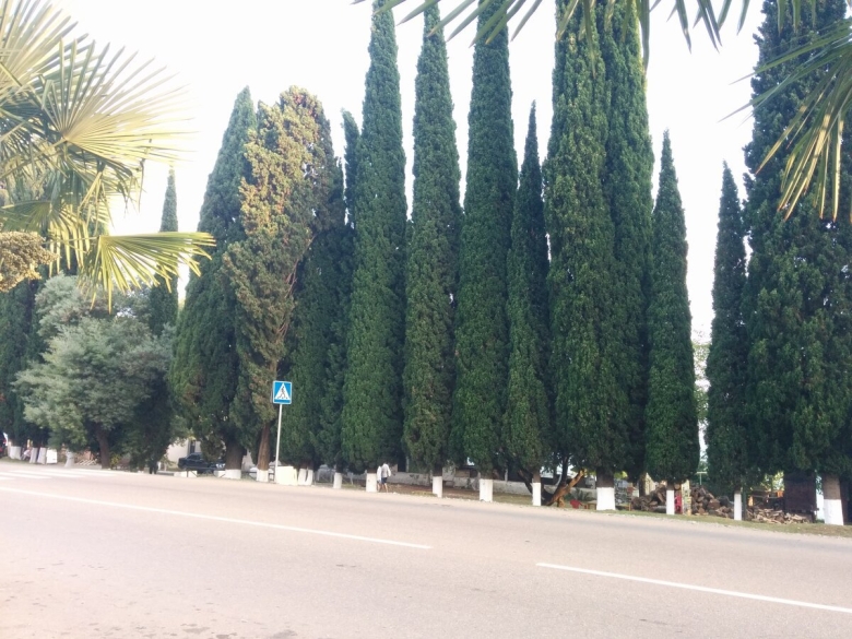 Абхазия Кипарис эвкалипт