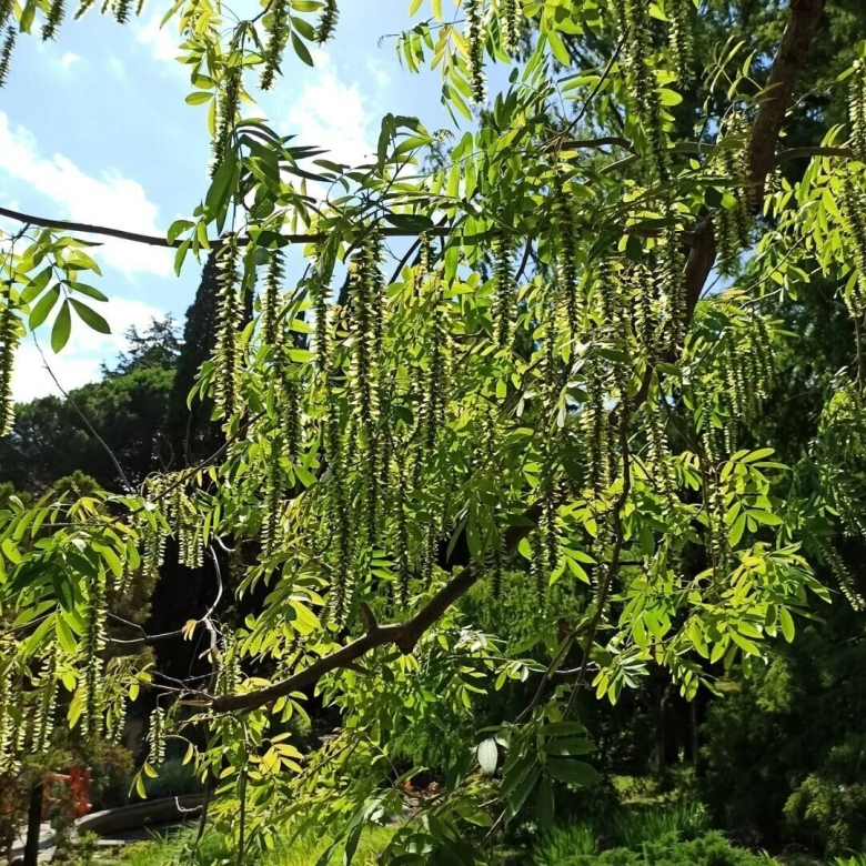 Дендрарий Адлер