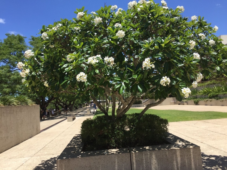 Цветущие деревья в Адлере