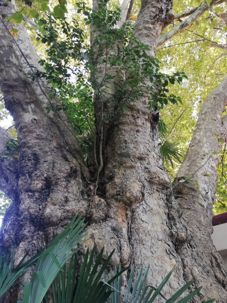 Платан Восточный Адлер