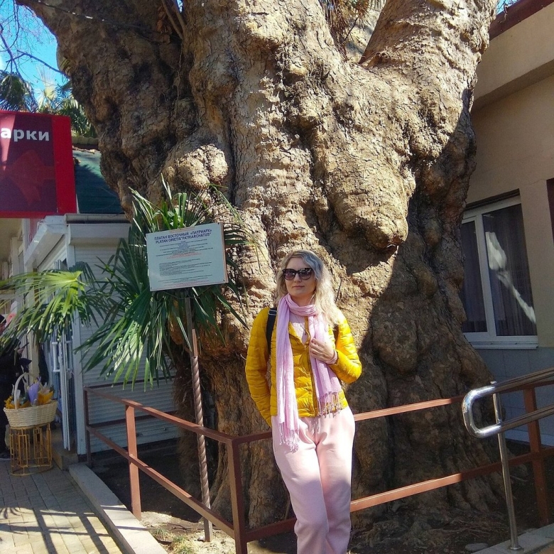 Платан Патриарх Адлер