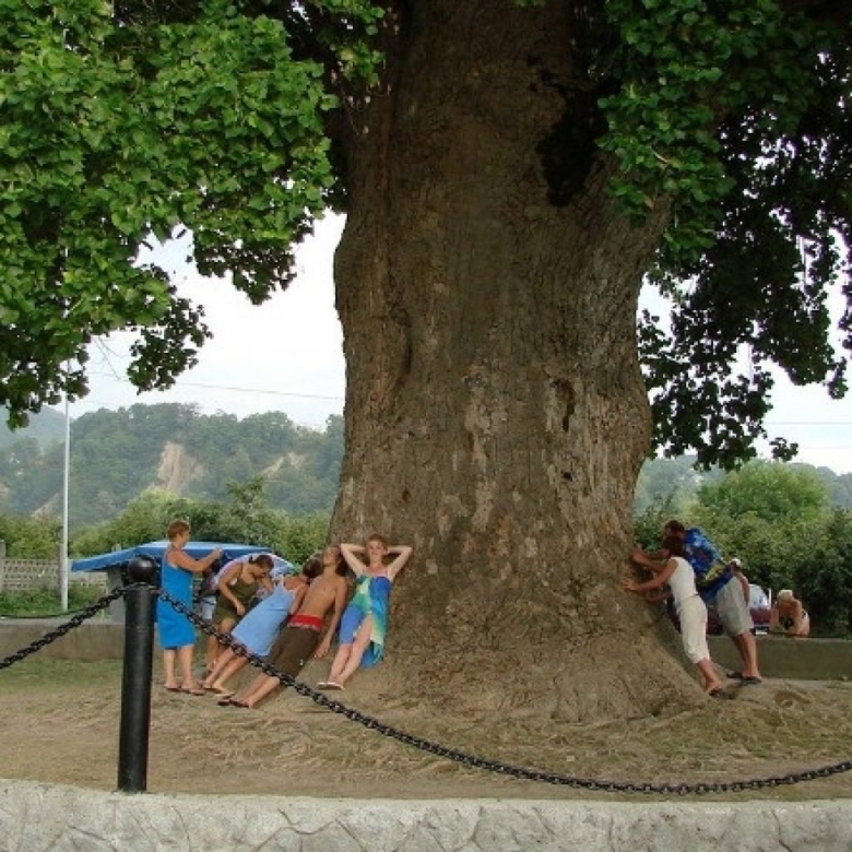 Тюльпановое дерево в Сочи Головинка