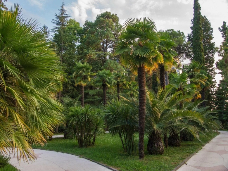 Сочинский Дендрарий пальмы