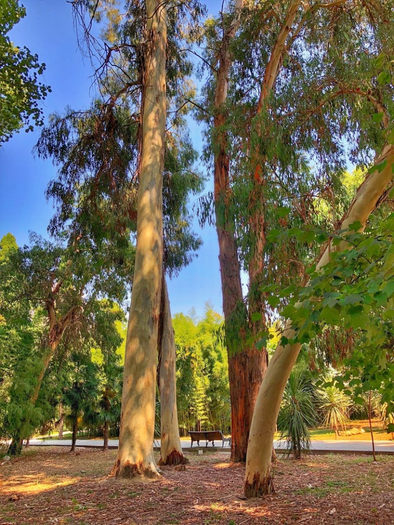 Эвкалиптовая роща Абхазия