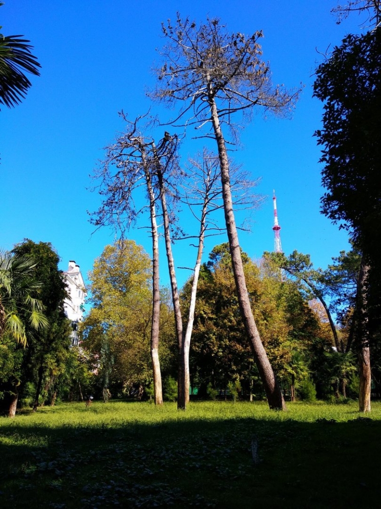 Белоствольные деревья в сочи