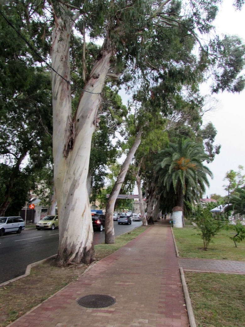 Эвкалиптовая аллея Абхазия