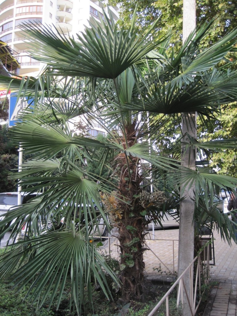 Сочи пальмы Адлер