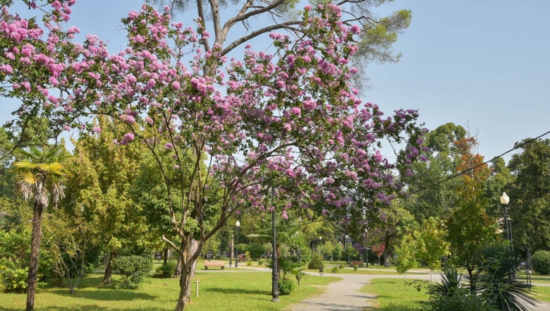 Индийская сирень Лагерстремия Абхазия